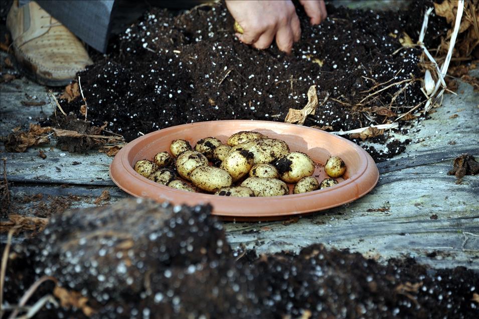 "Başçiftlik Beyazı" patates üreticisinin gözdesi olacak