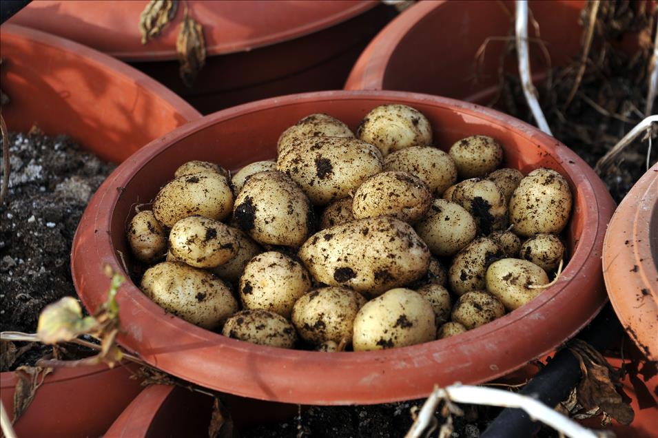 "Başçiftlik Beyazı" patates üreticisinin gözdesi olacak