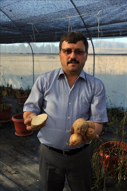 "Başçiftlik Beyazı" patates üreticisinin gözdesi olacak
