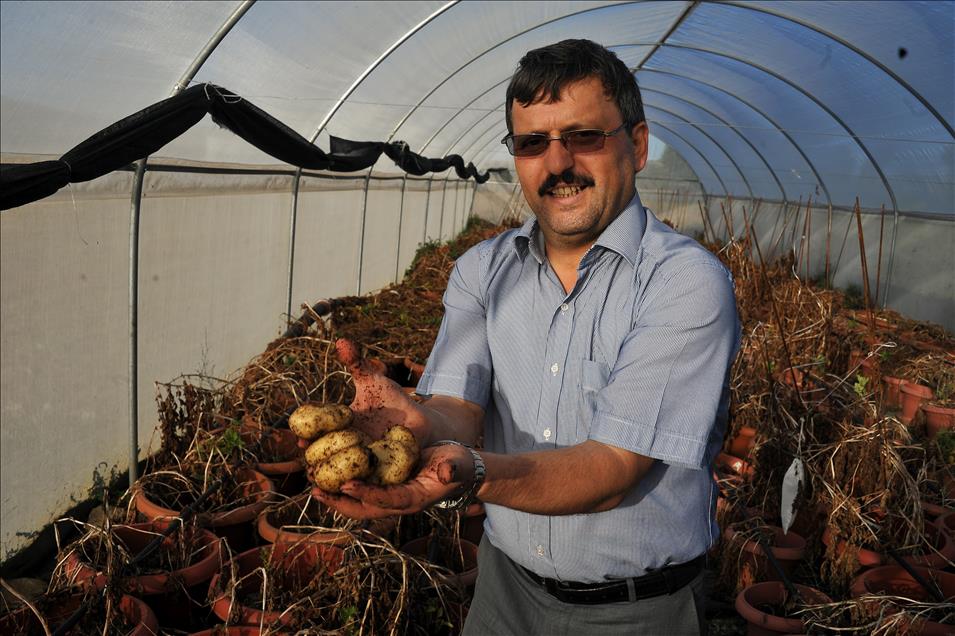 "Başçiftlik Beyazı" patates üreticisinin gözdesi olacak