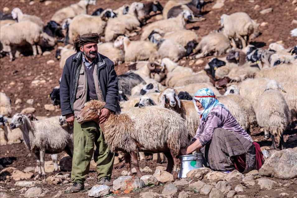 Vanlı çobanlar yayla sezonunu kapattı