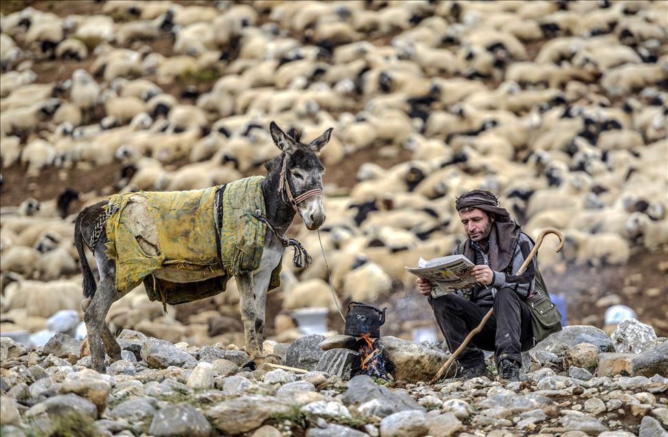 Vanlı çobanlar yayla sezonunu kapattı