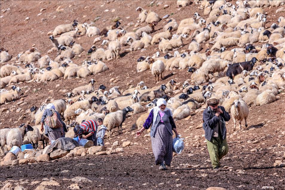 Vanlı çobanlar yayla sezonunu kapattı