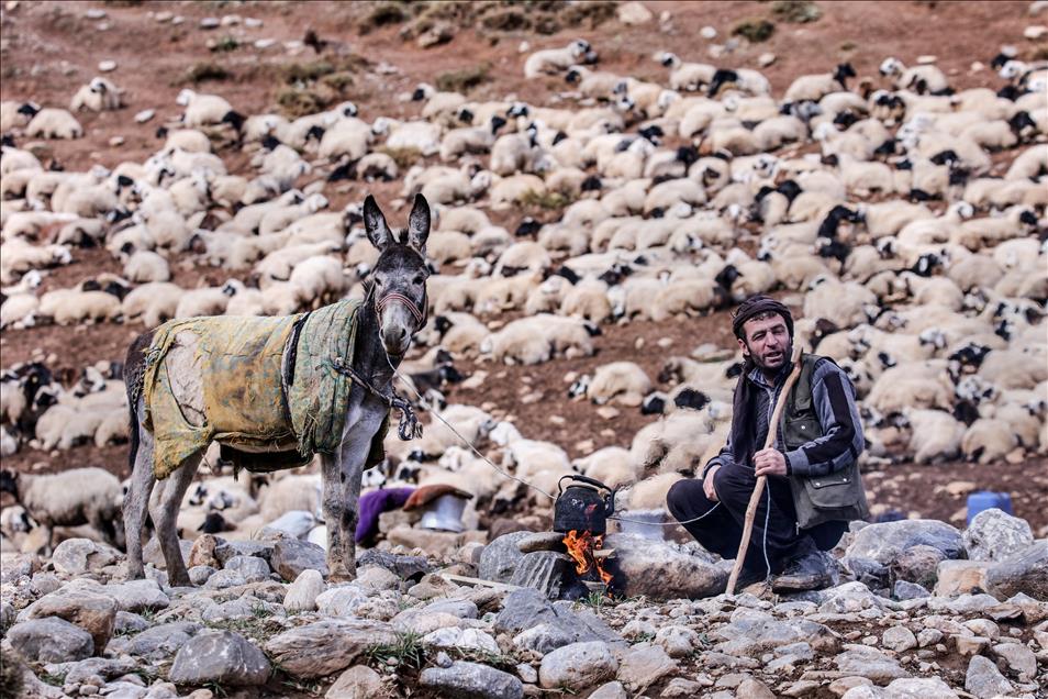 Vanlı çobanlar yayla sezonunu kapattı