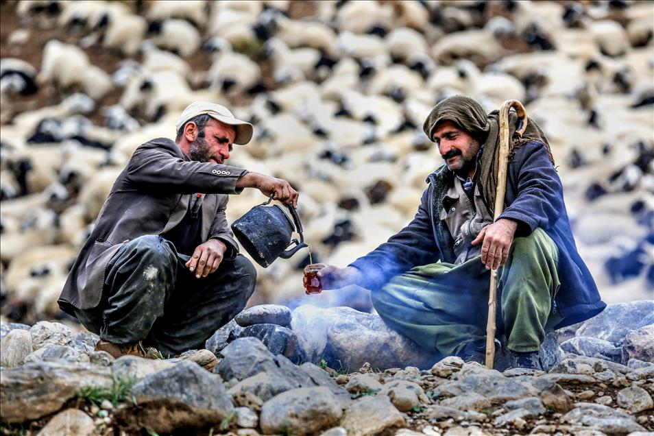 Vanlı çobanlar yayla sezonunu kapattı
