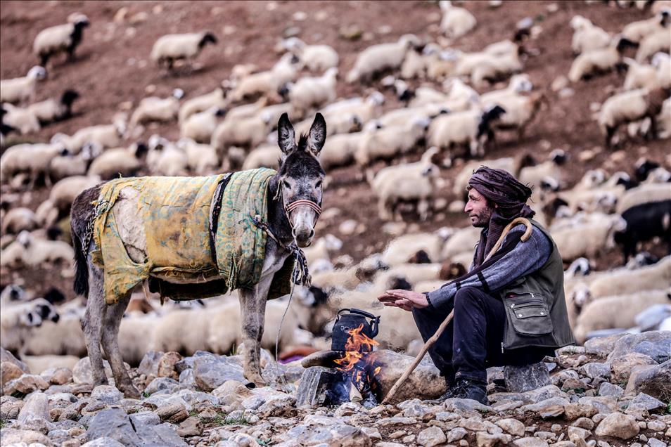 Vanlı çobanlar yayla sezonunu kapattı