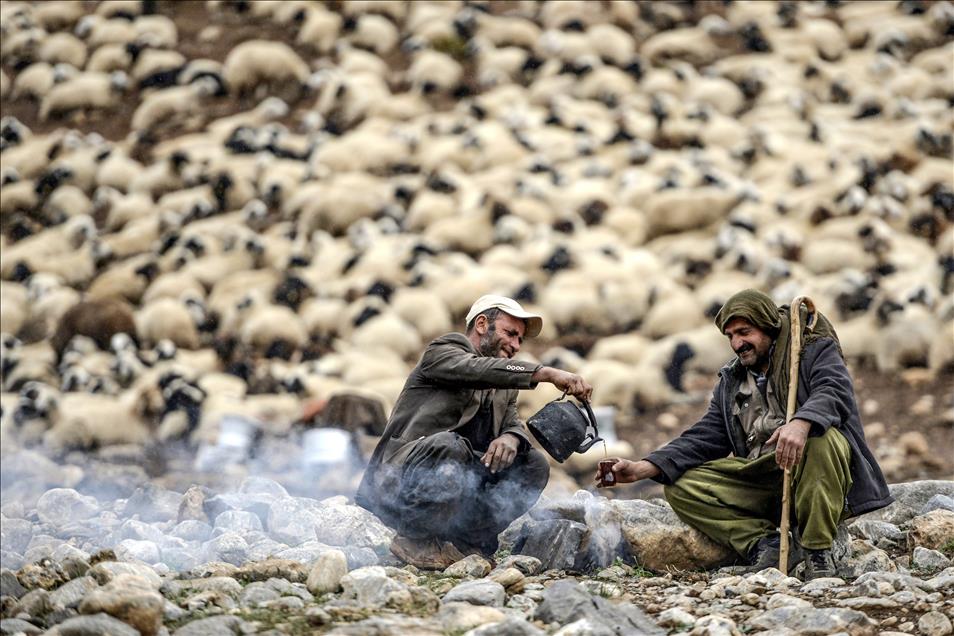 Vanlı çobanlar yayla sezonunu kapattı