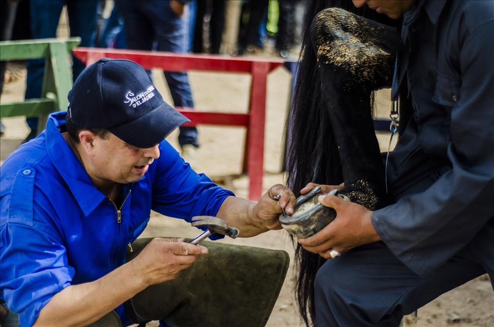 Fas'ta 8. El Cedide At ve Binicilik Fuarı