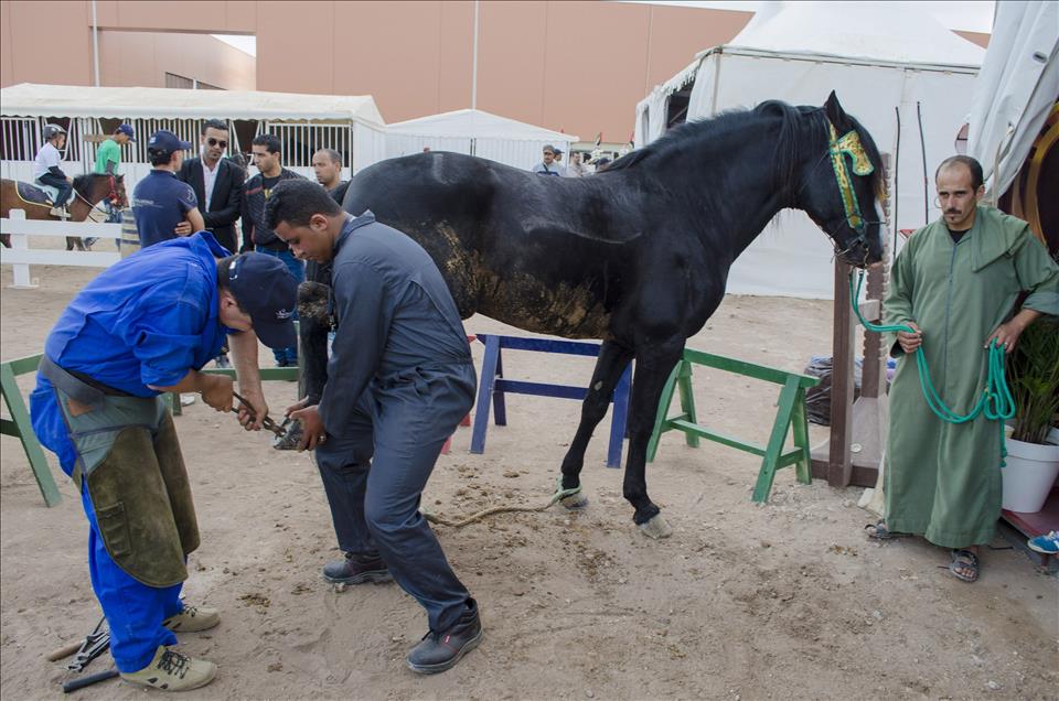 Fas'ta 8. El Cedide At ve Binicilik Fuarı