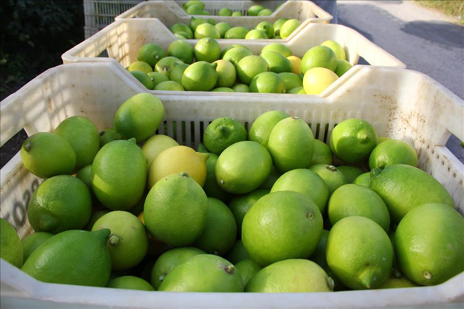Limon bu yıl da cep yakacak