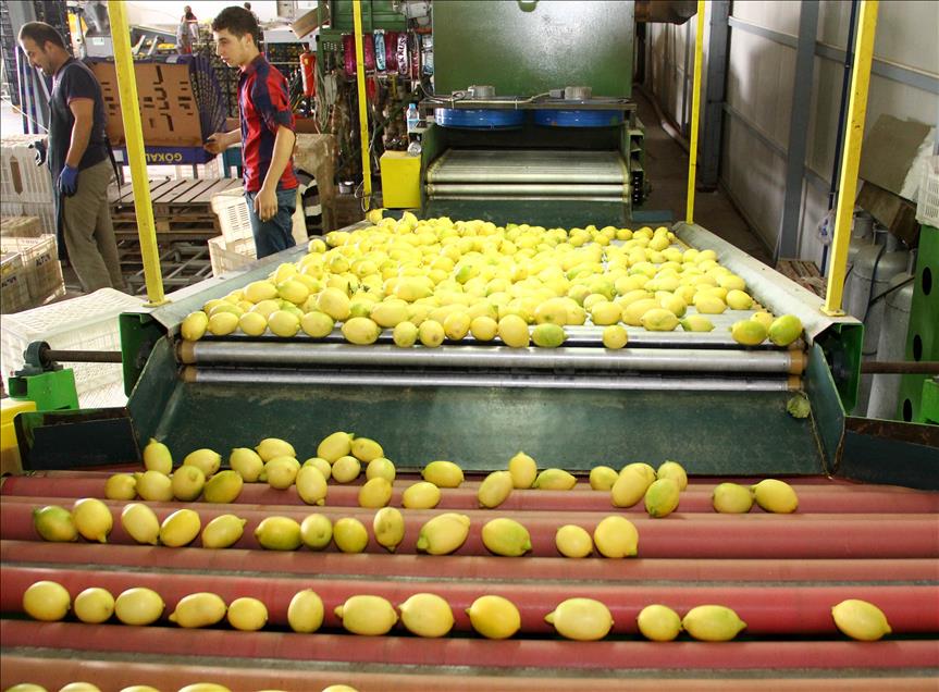 Limon bu yıl da cep yakacak