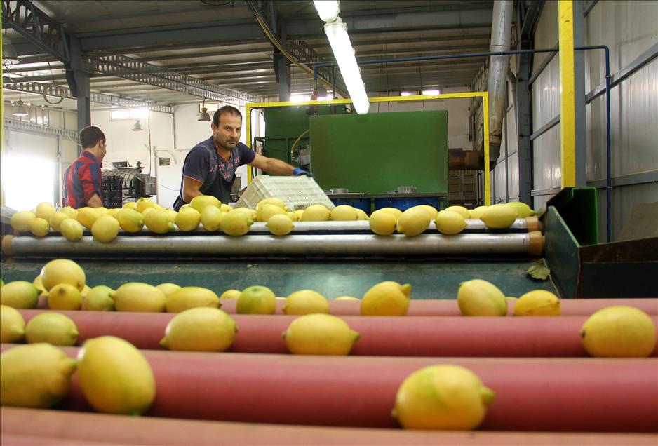 Limon bu yıl da cep yakacak