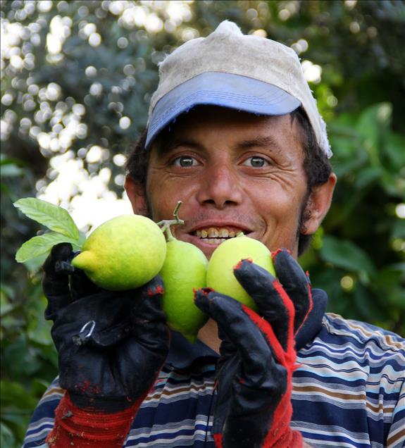 Limon bu yıl da cep yakacak