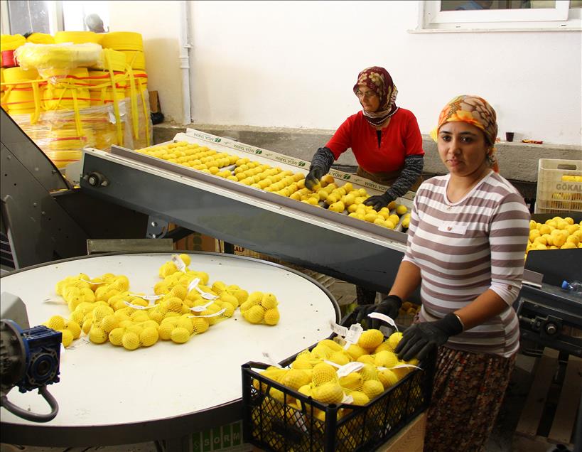 Limon bu yıl da cep yakacak