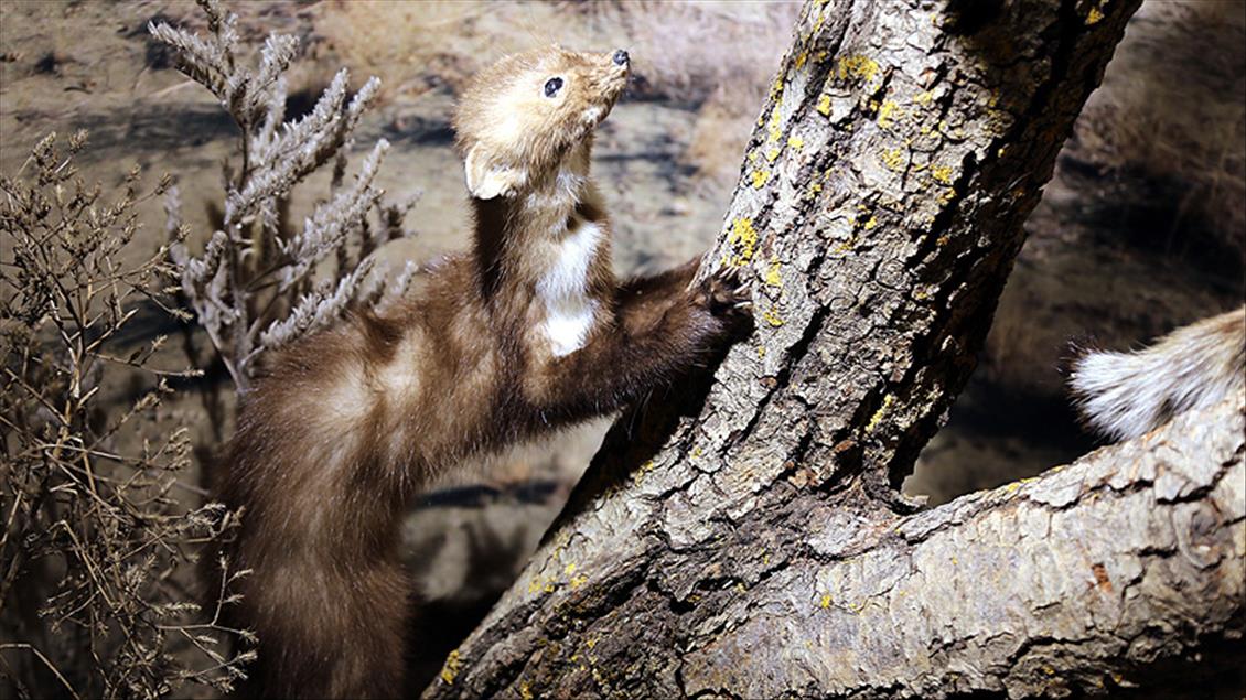 Telef olmuş hayvanlardan Zooloji Müzesi kurdu