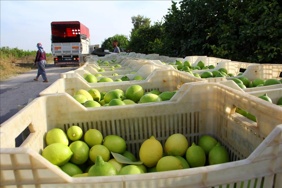 Limon bu yıl da cep yakacak