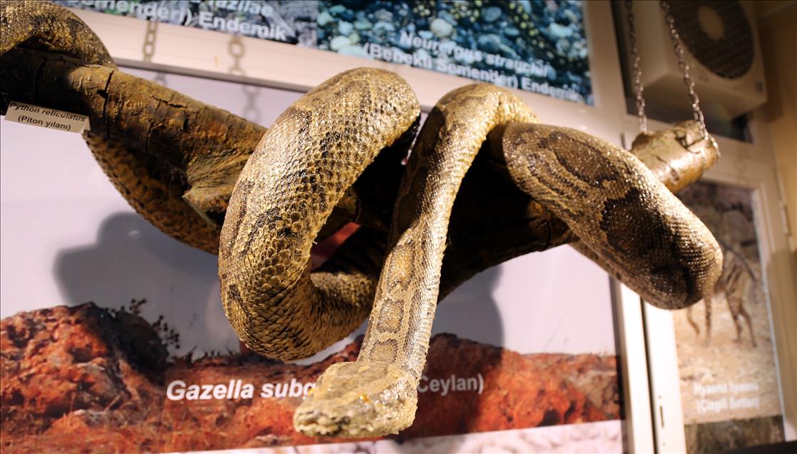 Telef olmuş hayvanlardan Zooloji Müzesi kurdu