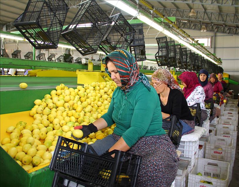Limon bu yıl da cep yakacak