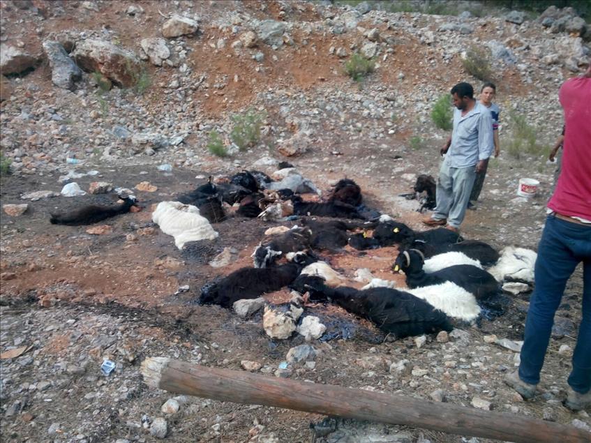 Zifte saplanan kıl keçileri telef oldu