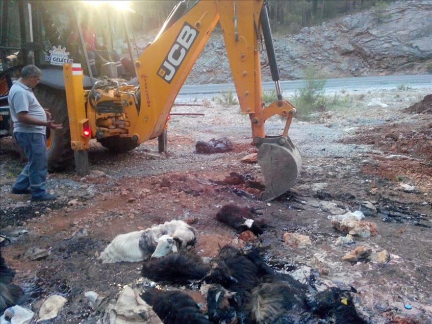 Zifte saplanan kıl keçileri telef oldu