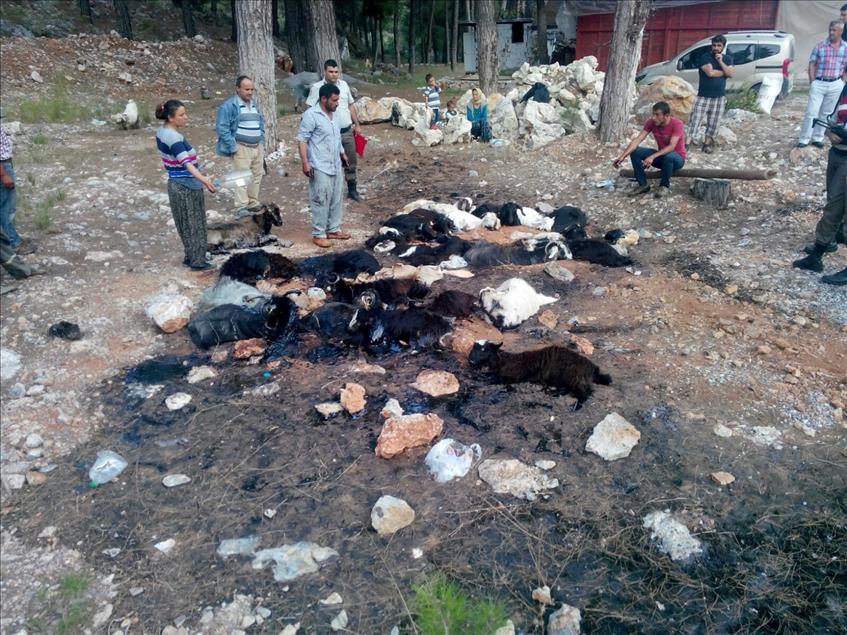 Zifte saplanan kıl keçileri telef oldu