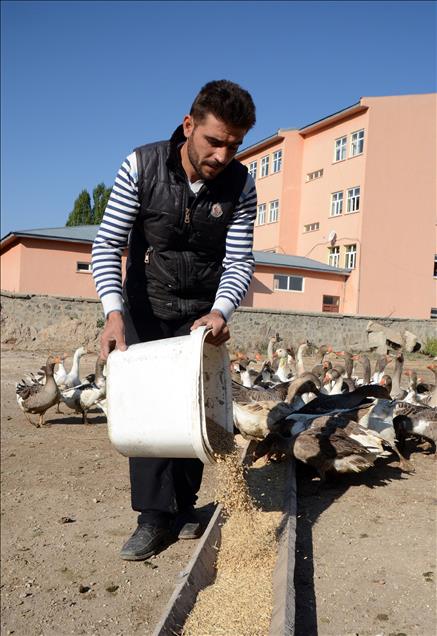 Kazlar lezzet düşkünleri için besiye alındı