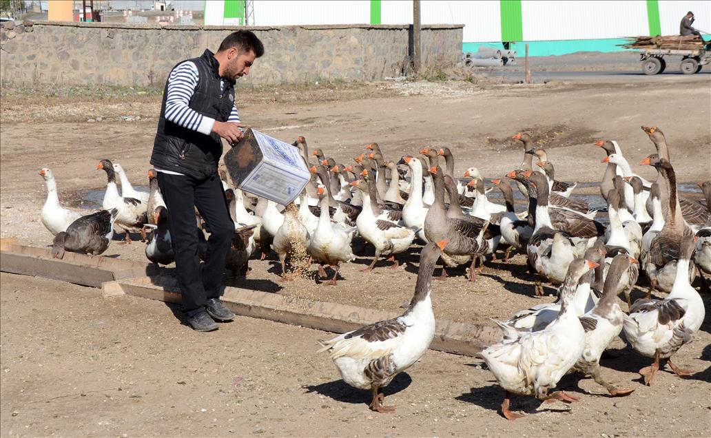 Kazlar lezzet düşkünleri için besiye alındı