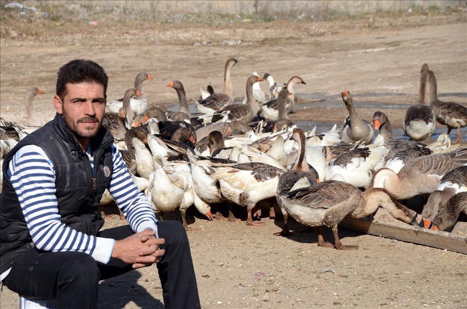 Kazlar lezzet düşkünleri için besiye alındı