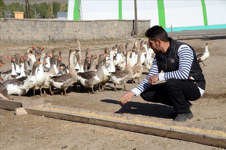 Kazlar lezzet düşkünleri için besiye alındı