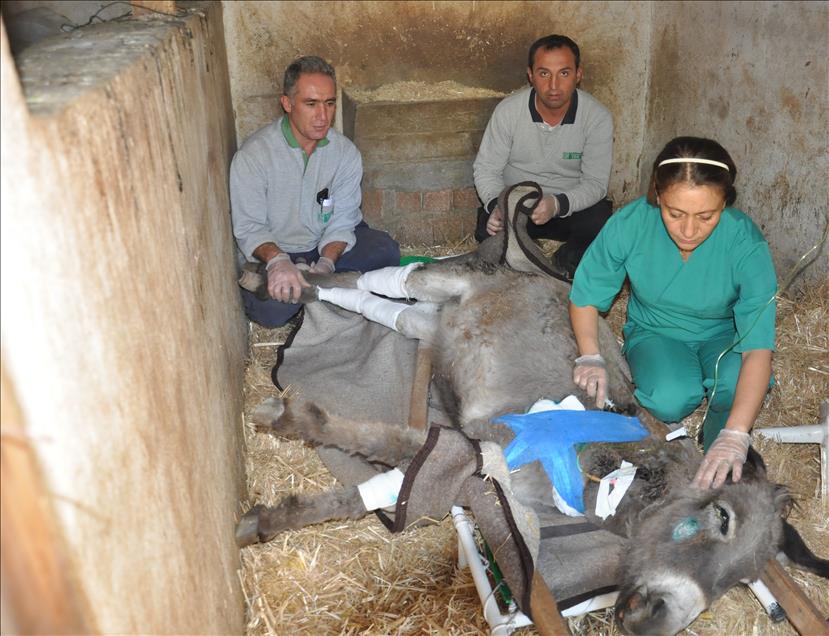Yaralanan eşek tedavi için hastahaneye kaldırıldı