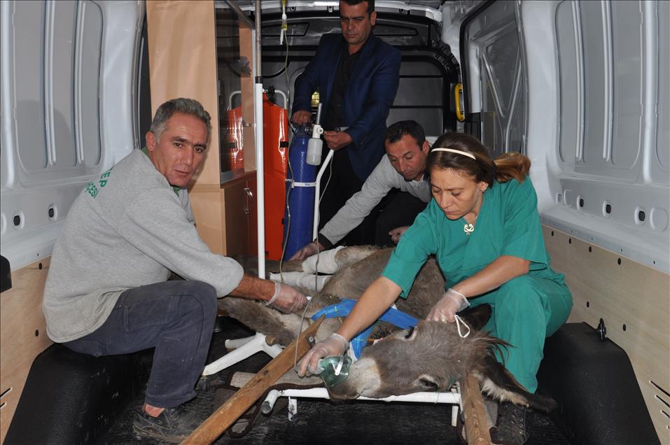 Yaralanan eşek tedavi için hastahaneye kaldırıldı