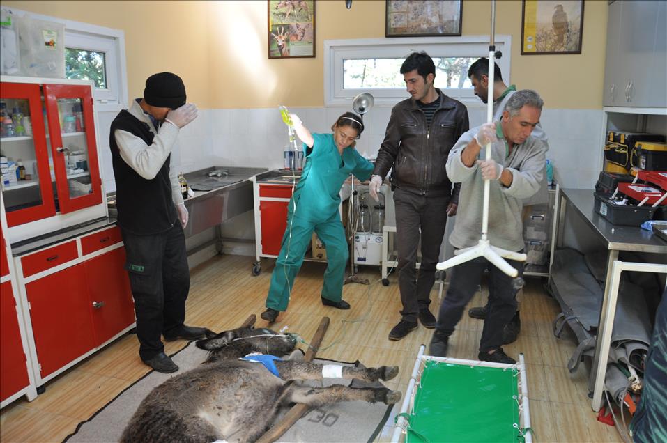 Yaralanan eşek tedavi için hastahaneye kaldırıldı