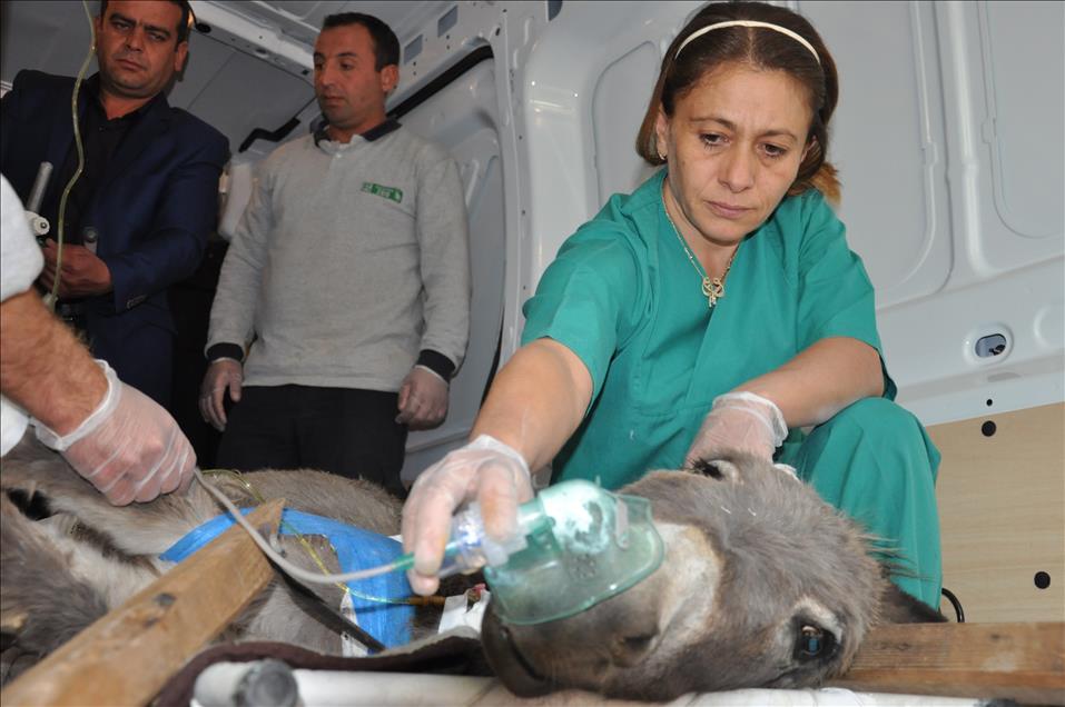 Yaralanan eşek tedavi için hastahaneye kaldırıldı