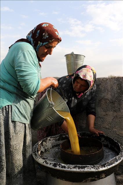 Zeytinyağını "geleneksel yöntemle" çıkarmayı sürdürüyorlar