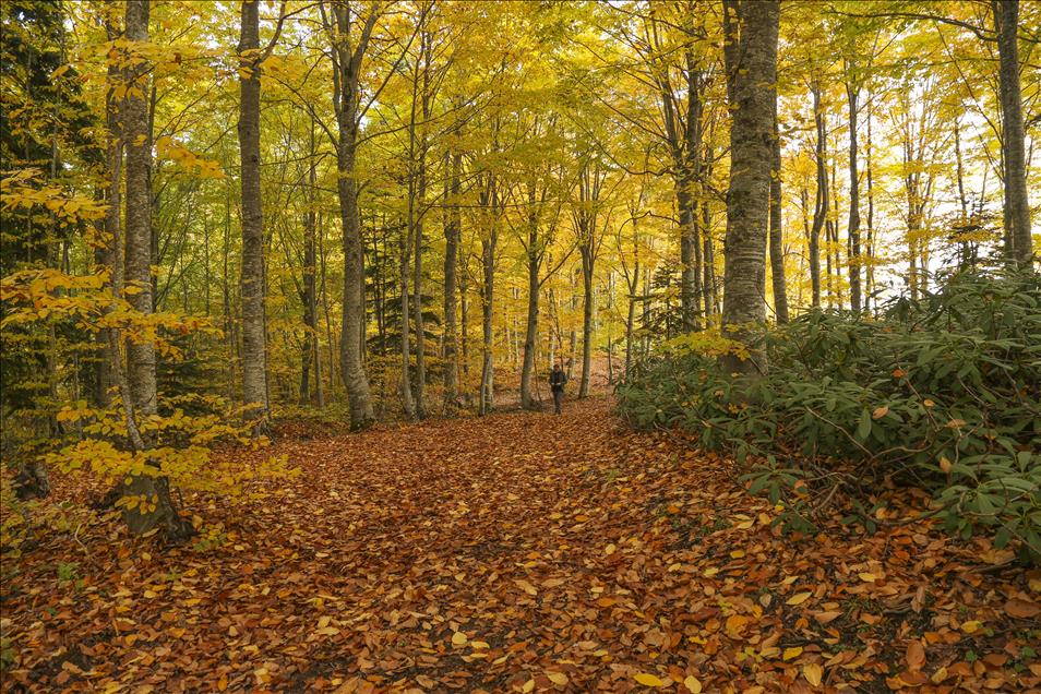 Kastamonu'da sonbaharın renk şöleni