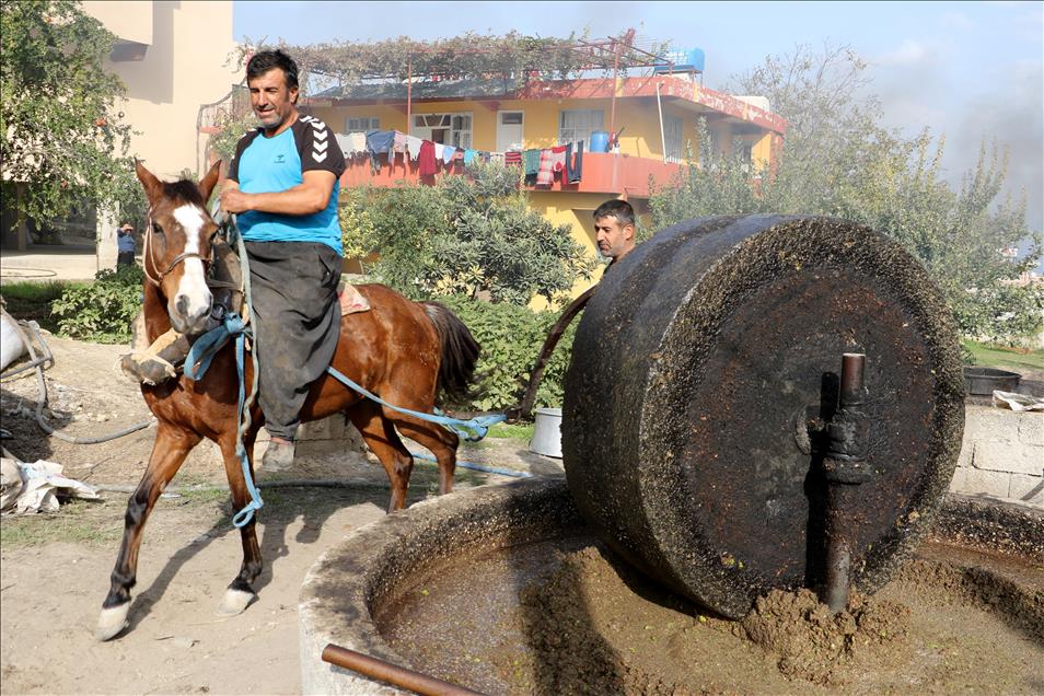 Zeytinyağını "geleneksel yöntemle" çıkarmayı sürdürüyorlar