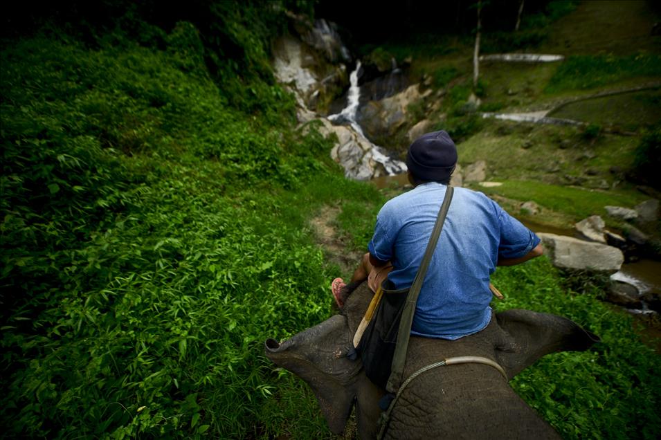 Tayland'ın vazgeçilmezi ve simgesi: filler