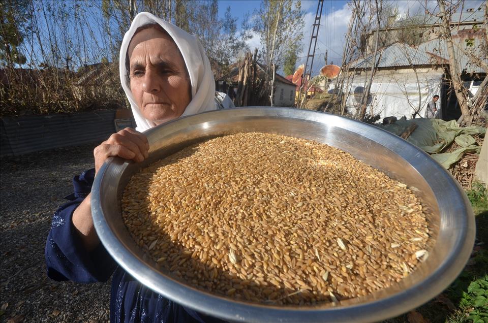 Hakkari'de asırlık buğday dövme geleneği