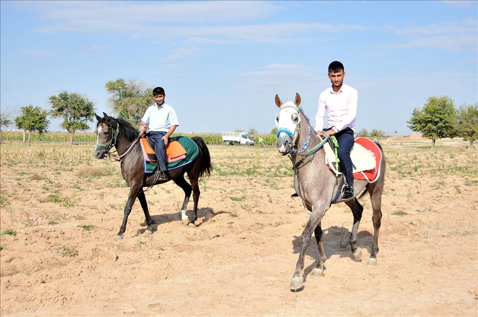Suruç'un "şampiyon" atları