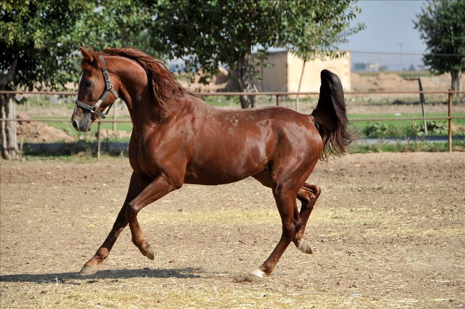 Suruç'un "şampiyon" atları
