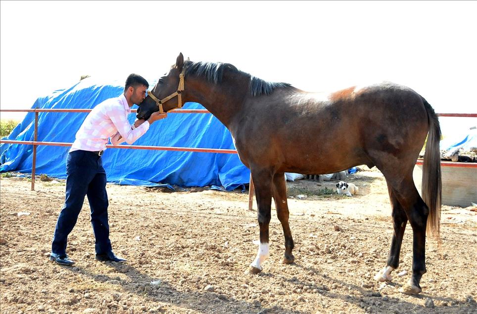 Suruç'un "şampiyon" atları