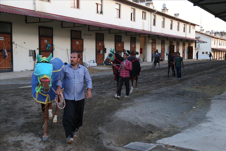 Suruç'un "şampiyon" atları