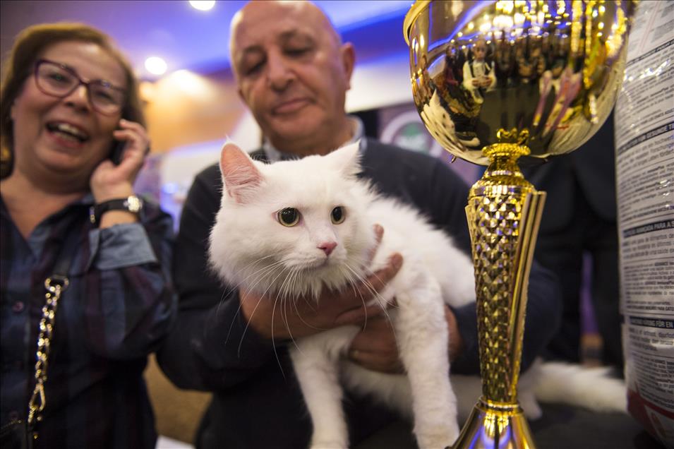 4. Ankara Kedisi Güzellik Yarışması