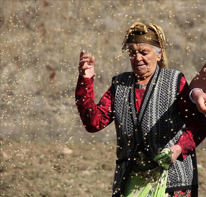 Köylüler ekiyor, yaban hayvanları hasat ediyor