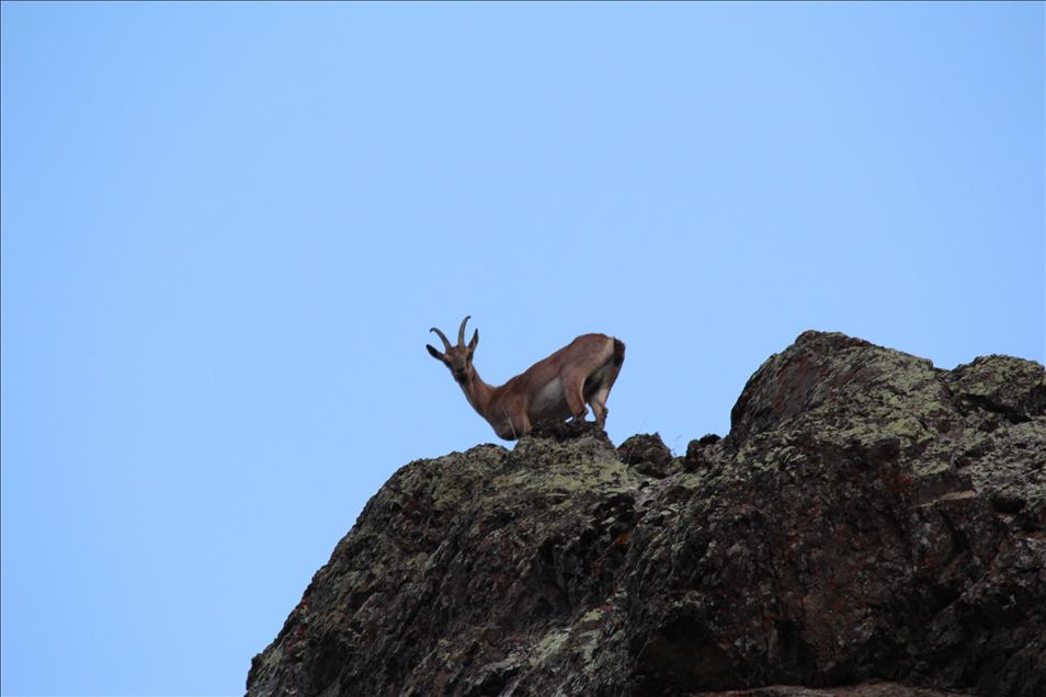 Köylüler ekiyor, yaban hayvanları hasat ediyor