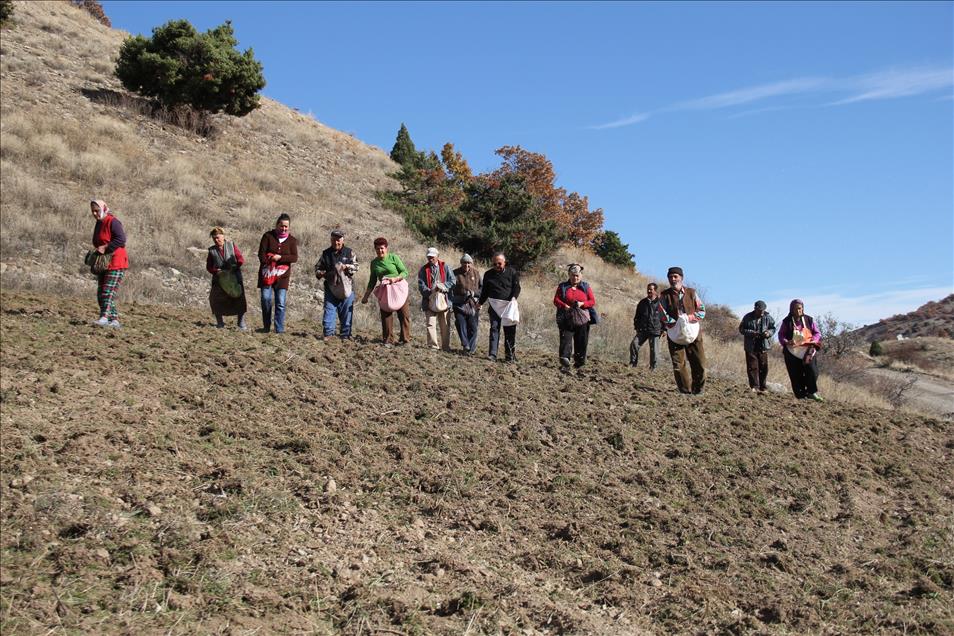 Köylüler ekiyor, yaban hayvanları hasat ediyor