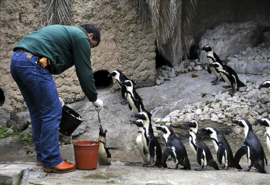 Afrika Penguen Ailesi Genisliyor Anadolu Ajansi