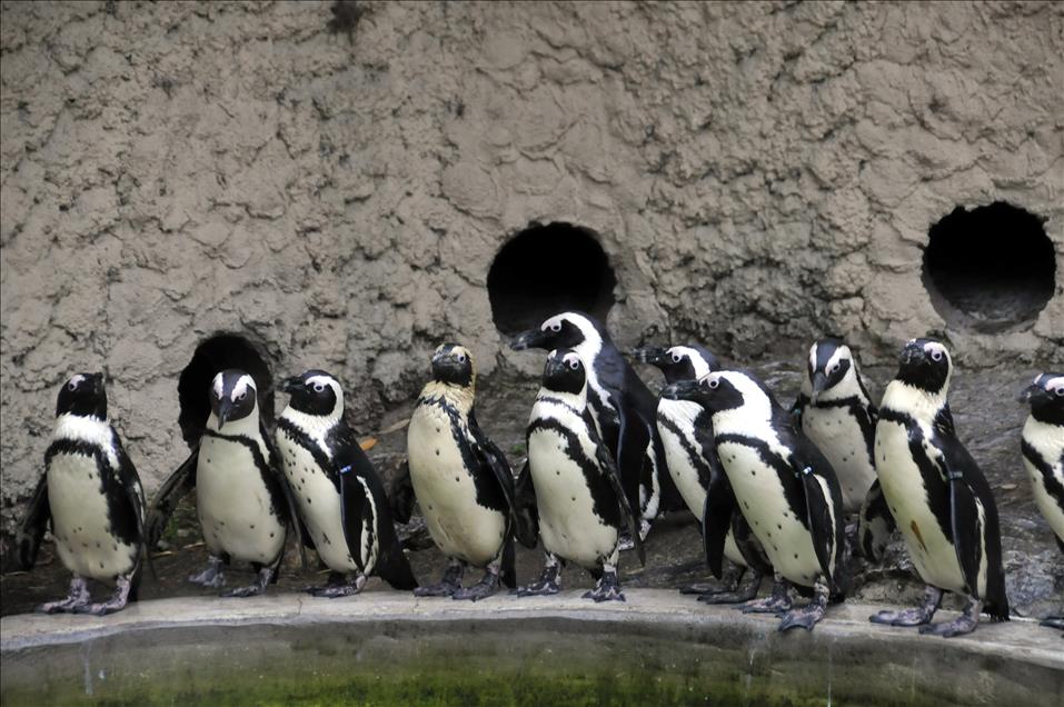 Afrika Penguen Ailesi Genisliyor Anadolu Ajansi