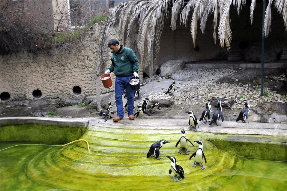 Afrika Penguen Ailesi Genisliyor Anadolu Ajansi