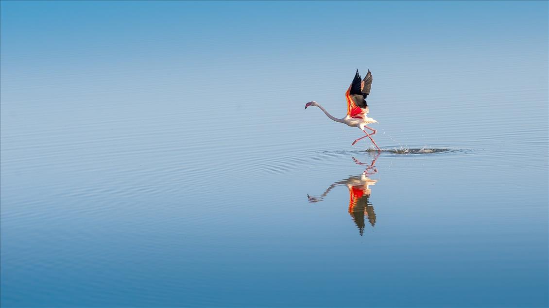 Anadolu Agency's Best Pictures of 2015